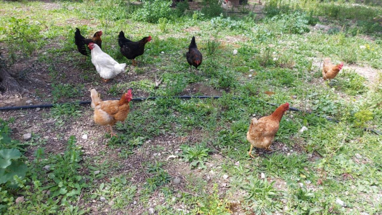 Agritourism Cottage Near Sitia Exterior photo